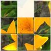 головоломки - Желтая лилия