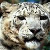 пазлы - Пятнышки белый тигр